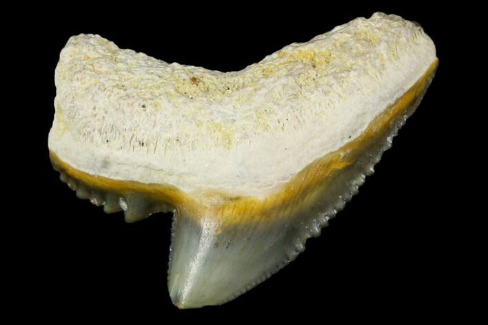 Fossil Tiger Shark Tooth - Bone Valley, Florida #113892